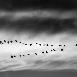 Coaching and Mentoring short course